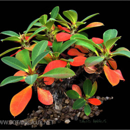 Euphorbia-bulbispina-2