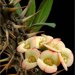 Euphorbia-horombense-2