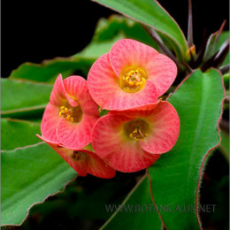 Euphorbia-hybrid-3