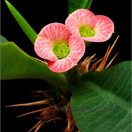 Euphorbia-hybrid-4