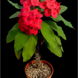 Euphorbia-millii-Thai-hybrid