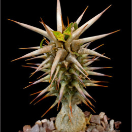 Euphorbia-rossii