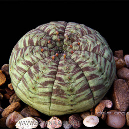 Euphorbia-symmetrica-1a