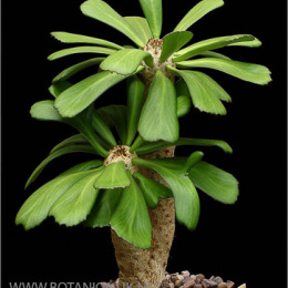 Euphorbia-unispina-2