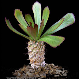 Euphorbia-unispina