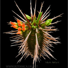 Euphorbia-vigueri