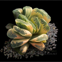 Haworthia-truncata-variegata